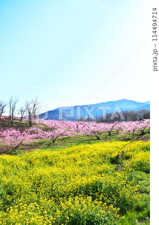 モモの花と菜の花 114494714