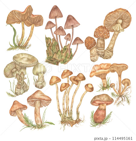 watercolor set of isolated illustrations on white background. Forest hand-drawn collection with mushrooms, acorns and leaves. Suitable for decorate in the fall, greeting cards or posters. 114495161