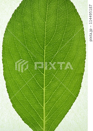 ニシキウツギ(二色空木)の若葉と葉脈 ニシキウツギ(二色空木)の若葉と葉脈 114495187