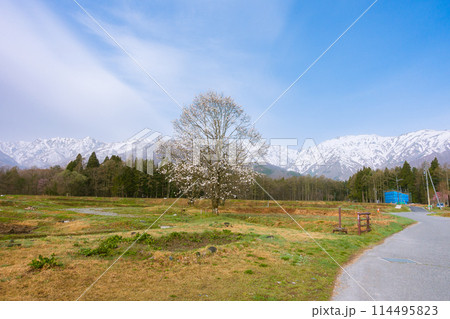 コブシの花と残雪の北アルプス【北安曇郡白馬村】 コブシの花と残雪の北アルプス【北安曇郡白馬村】 114495823