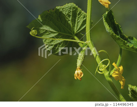 Fresh young cucumber on a branch with a yellow flower 114496345