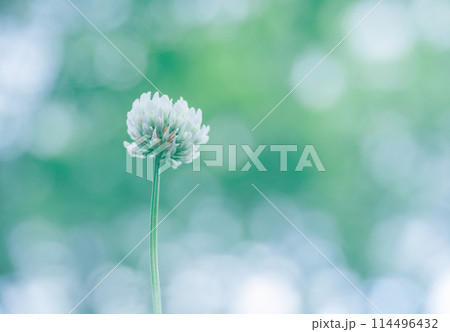 木漏れ日とシロツメクサ 114496432