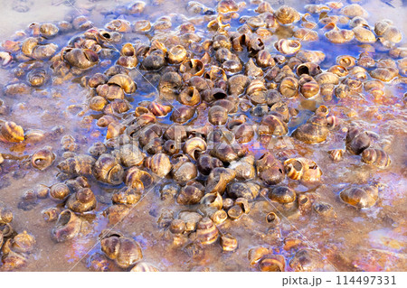 snails in the river with gasoline stains close up snails in the river with gasoline stains close up 114497331