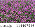 Purple Globe Amaranth 114497546