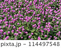 Purple Globe Amaranth 114497548