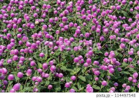 Purple Globe Amaranth 114497548