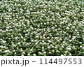 White Globe Amaranth 114497553