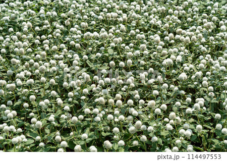 White Globe Amaranth 114497553