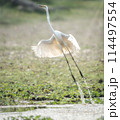 Great Egret Taking Flight 114497554