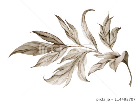 Hand drawn watercolor grisaille monochrome flower, bush, tree leaves, stems, branches. Single element isolated on white background. Invitations, wedding or greeting cards, floral shop, print, textile 114498707