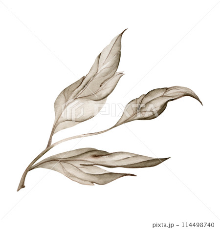 Hand drawn watercolor grisaille monochrome flower, bush, tree leaves, stems, branches. Single element isolated on white background. Invitations, wedding or greeting cards, floral shop, print, textile 114498740