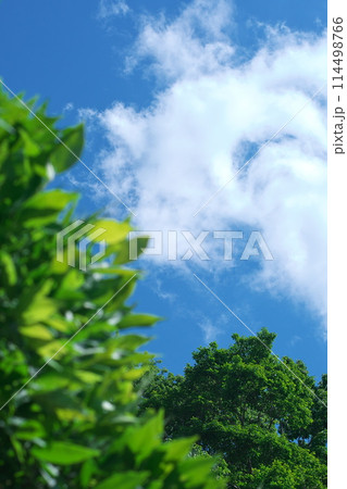 初夏の青空と白い雲 114498766