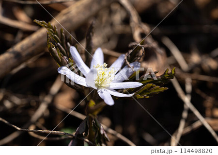 早春のキクザキイチゲ～春の妖精～ 114498820