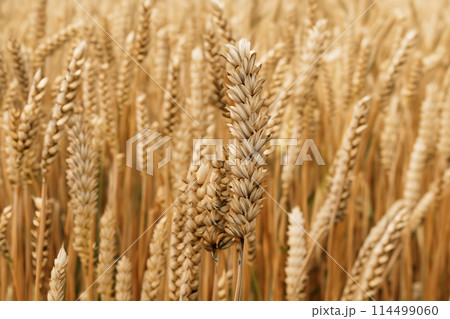 Wheat. Wheat field. Golden wheat field and sunny day. Flour. Ears of wheat on a background of the field. Shallow depth of field. Countryside landscape. 114499060