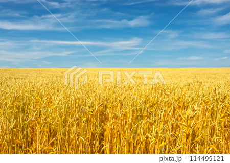 Wheat. Wheat field. Golden wheat field and sunny day. Flour. Ears of wheat on a background of the field. Shallow depth of field. Countryside landscape. Wheat. Wheat field. Golden wheat field and sunny day. Flour. Ears of wheat on a background of the field. Shallow depth of field. Countryside landscape. 114499121