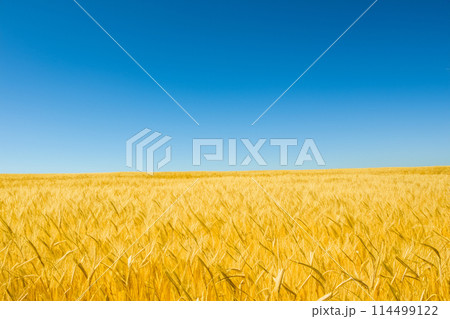 Wheat. Wheat field. Golden wheat field and sunny day. Flour. Ears of wheat on a background of the field. Shallow depth of field. Countryside landscape. 114499122