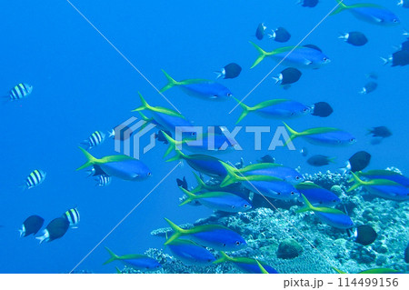 青い海と魚たち 青い海と魚たち 114499156