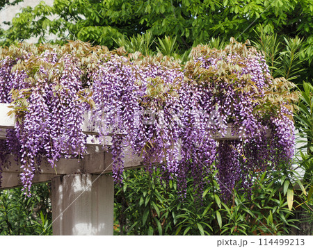 藤の花のある風景 114499213