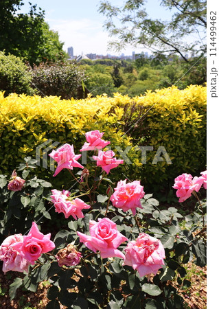 薔薇　バラ　長堀鶴見緑地公園　長堀鶴見緑地線　バラ園　花言葉　春　季節　公園 114499462