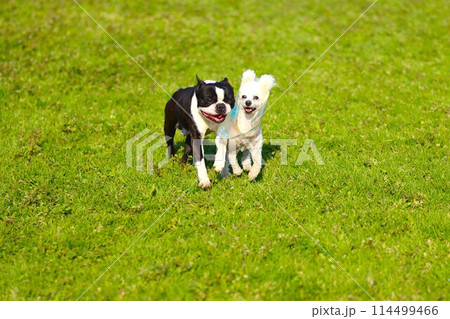 草原で仲良く遊ぶボストンテリアのマイティ君とトイプードルのベイリー君♡ 114499466