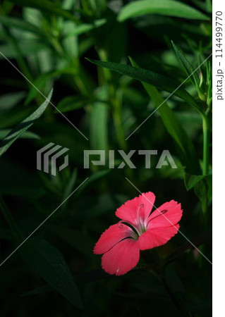 暗い闇の中の緑とピンクの花 暗い闇の中の緑とピンクの花 114499770