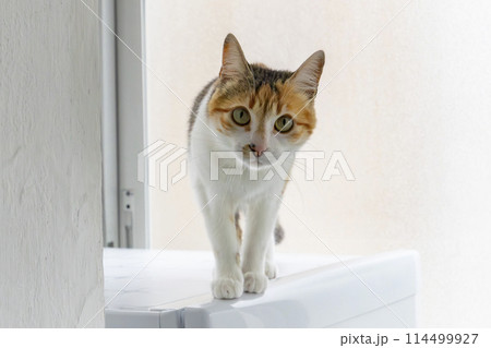 Cat. Cute cat looking at camera. Close up of orange and white cat. Cute cat sitting on the bed at home. Selective focus. 114499927