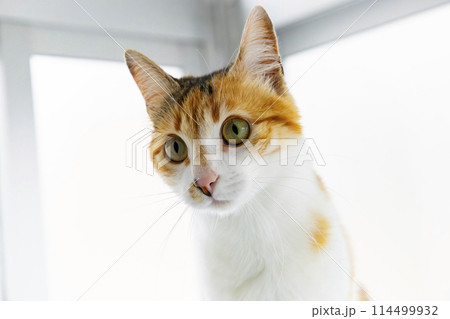 Cat. Cute cat looking at camera. Close up of orange and white cat. Cute cat sitting on the bed at home. Selective focus. 114499932