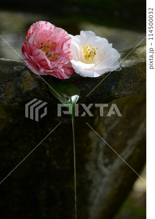 法然院 手水鉢の椿の花 京都市左京区鹿ヶ谷 法然院 手水鉢の椿の花 京都市左京区鹿ヶ谷 114500032