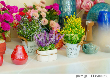 Elegant Potted Plants and Vases on a Wooden Shelf in a Cozy Room Setting Elegant Potted Plants and Vases on a Wooden Shelf in a Cozy Room Setting 114500039