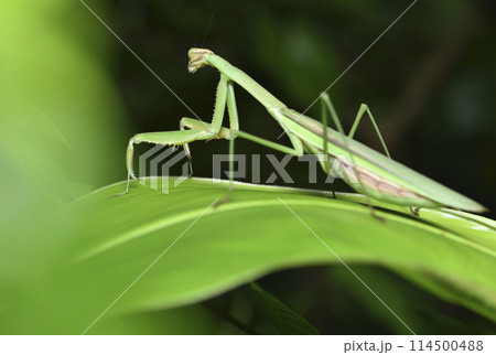 バグ 昆虫 苦悩 114500488