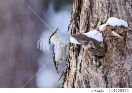 ゴジュウカラ(北海道にて撮影) 114500546
