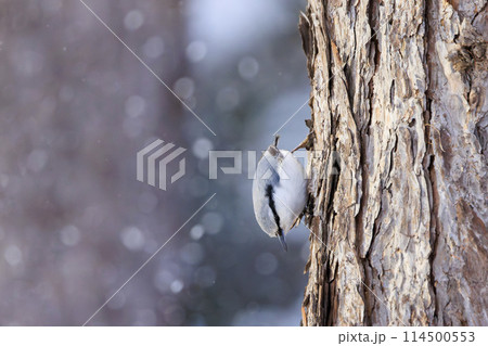 ゴジュウカラ(北海道にて撮影) 114500553