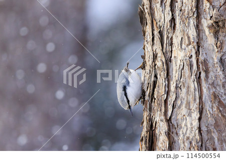 ゴジュウカラ(北海道にて撮影) 114500554