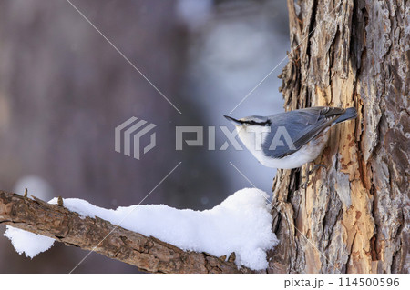 ゴジュウカラ(北海道にて撮影) 114500596