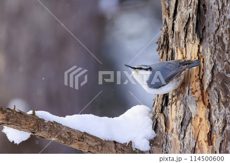 ゴジュウカラ(北海道にて撮影) 114500600