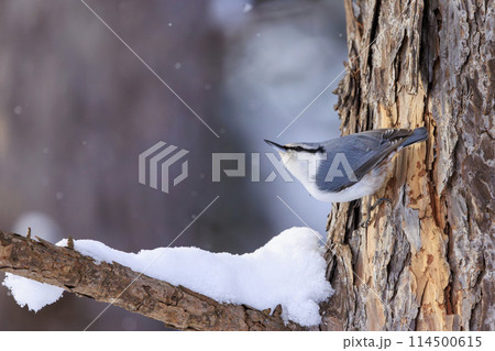 ゴジュウカラ(北海道にて撮影) ゴジュウカラ(北海道にて撮影) 114500615