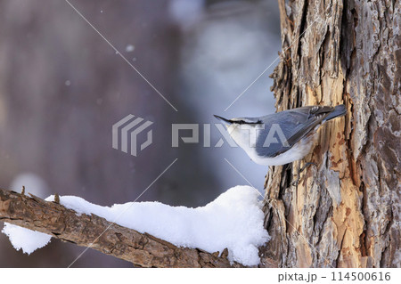 ゴジュウカラ(北海道にて撮影) 114500616