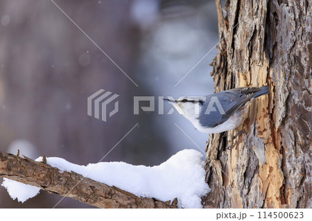 ゴジュウカラ(北海道にて撮影) ゴジュウカラ(北海道にて撮影) 114500623