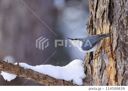 ゴジュウカラ(北海道にて撮影) 114500639