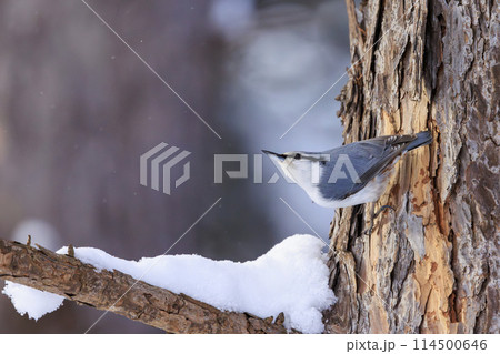 ゴジュウカラ(北海道にて撮影) 114500646