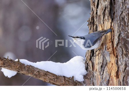ゴジュウカラ(北海道にて撮影) ゴジュウカラ(北海道にて撮影) 114500658