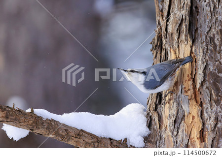 ゴジュウカラ(北海道にて撮影) 114500672
