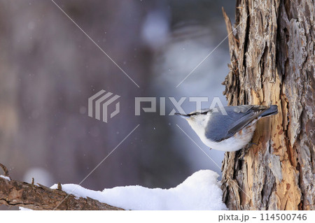 ゴジュウカラ(北海道にて撮影) 114500746