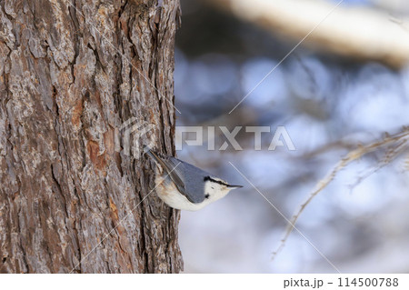 ゴジュウカラ(北海道にて撮影) ゴジュウカラ(北海道にて撮影) 114500788