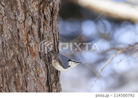 ゴジュウカラ(北海道にて撮影) 114500792