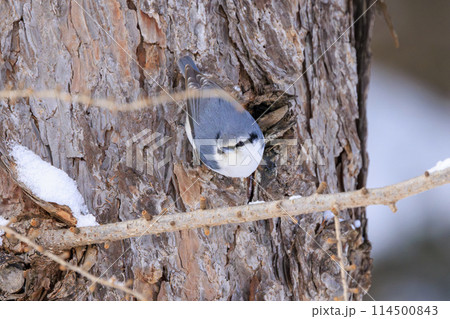 ゴジュウカラ(北海道にて撮影) ゴジュウカラ(北海道にて撮影) 114500843