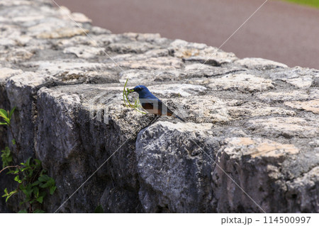 イソヒヨドリ(沖縄で撮影) イソヒヨドリ(沖縄で撮影) 114500997