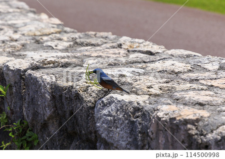イソヒヨドリ(沖縄で撮影) イソヒヨドリ(沖縄で撮影) 114500998