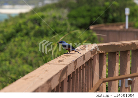 イソヒヨドリ(沖縄で撮影) 114501004