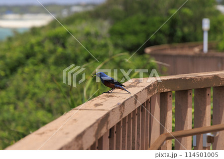 イソヒヨドリ(沖縄で撮影) 114501005